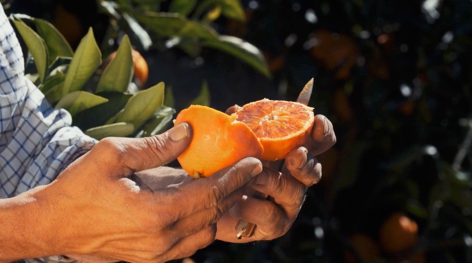 Oranfrizer Rossa di Sicilia — Dotfilm Originals